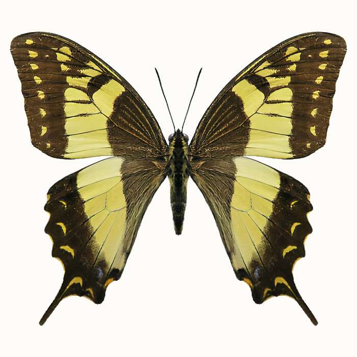 Nadzieja Papilio puzzle online