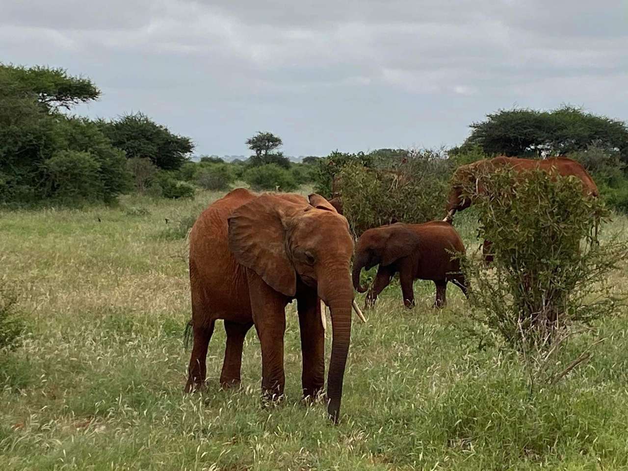 Słonie- Kenia puzzle online