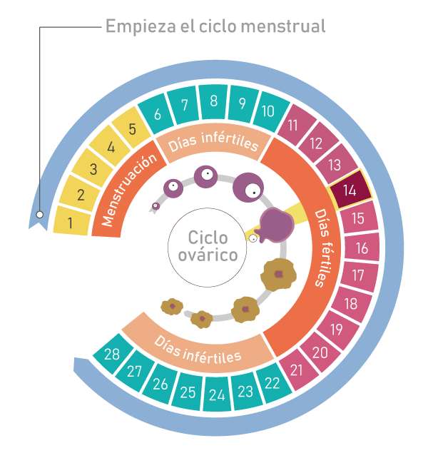Cykl menstruacyjny puzzle online