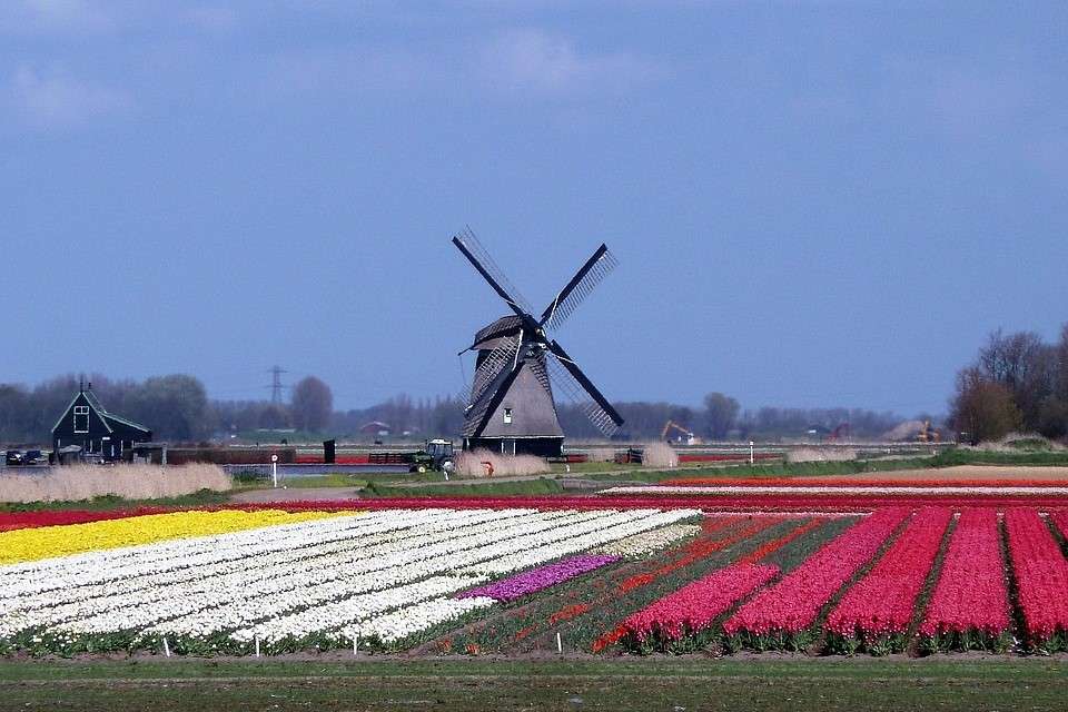 Plantacje kwiatów cebulkowych w Holandii puzzle online