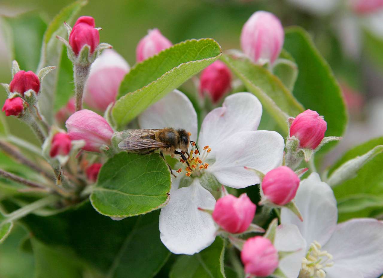 Pszczoła na kwiat jabłoni puzzle online