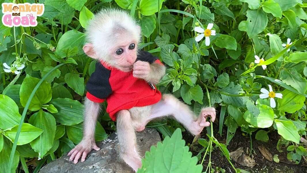 Симпатичная обезьянка Биби №137 пазл