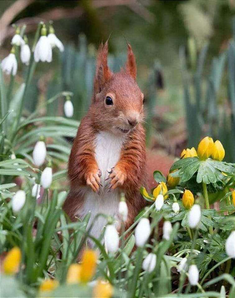 Wiewiórka na wiosnę puzzle online