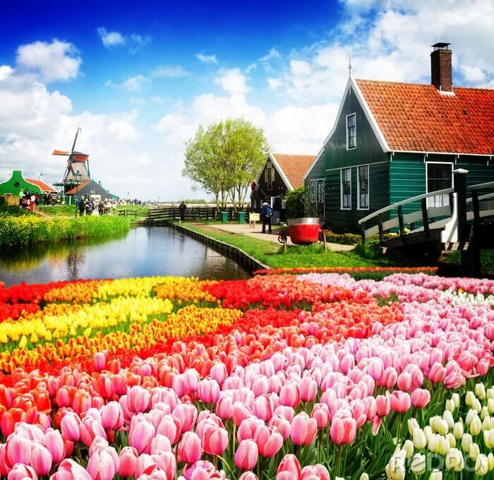 Pola tulipanów- Holandia puzzle online