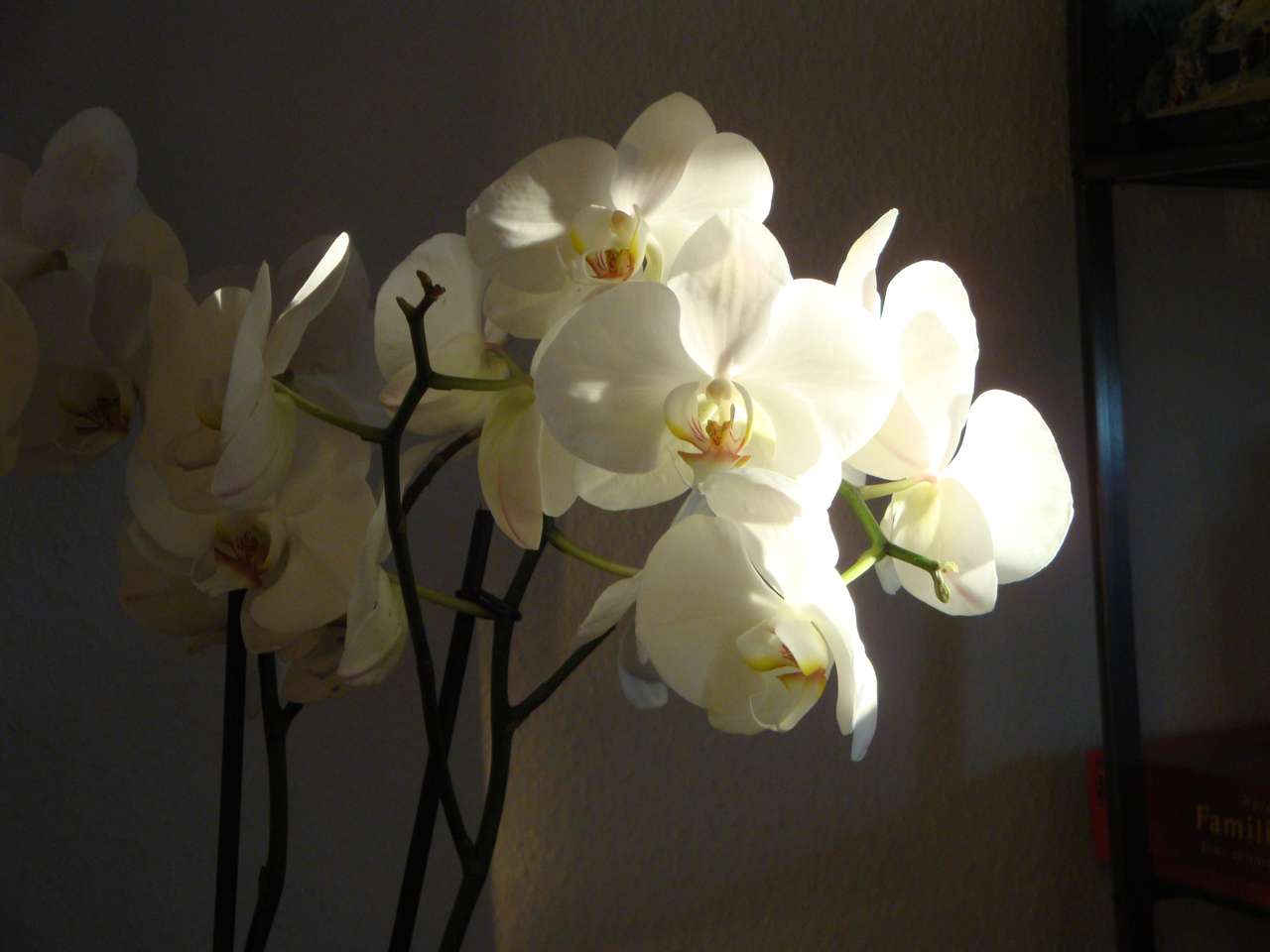 orchidee puzzle online