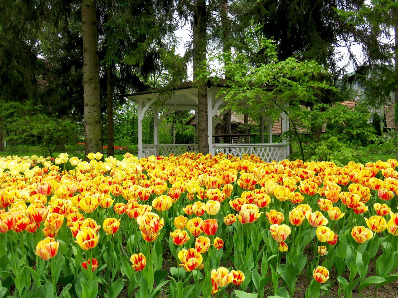 Kwitnące tulipany puzzle online