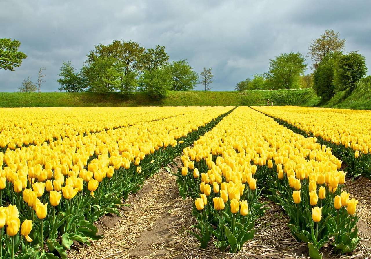Pole żółtych tulipanów puzzle online