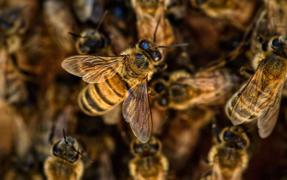 Pszczoły puzzle online