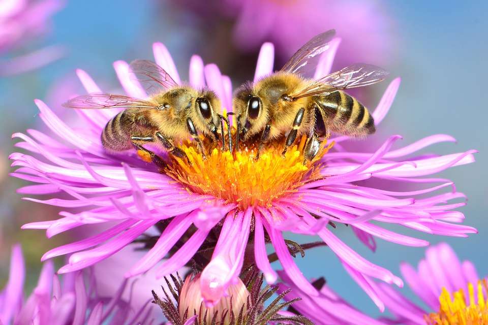 Pszczoły puzzle online