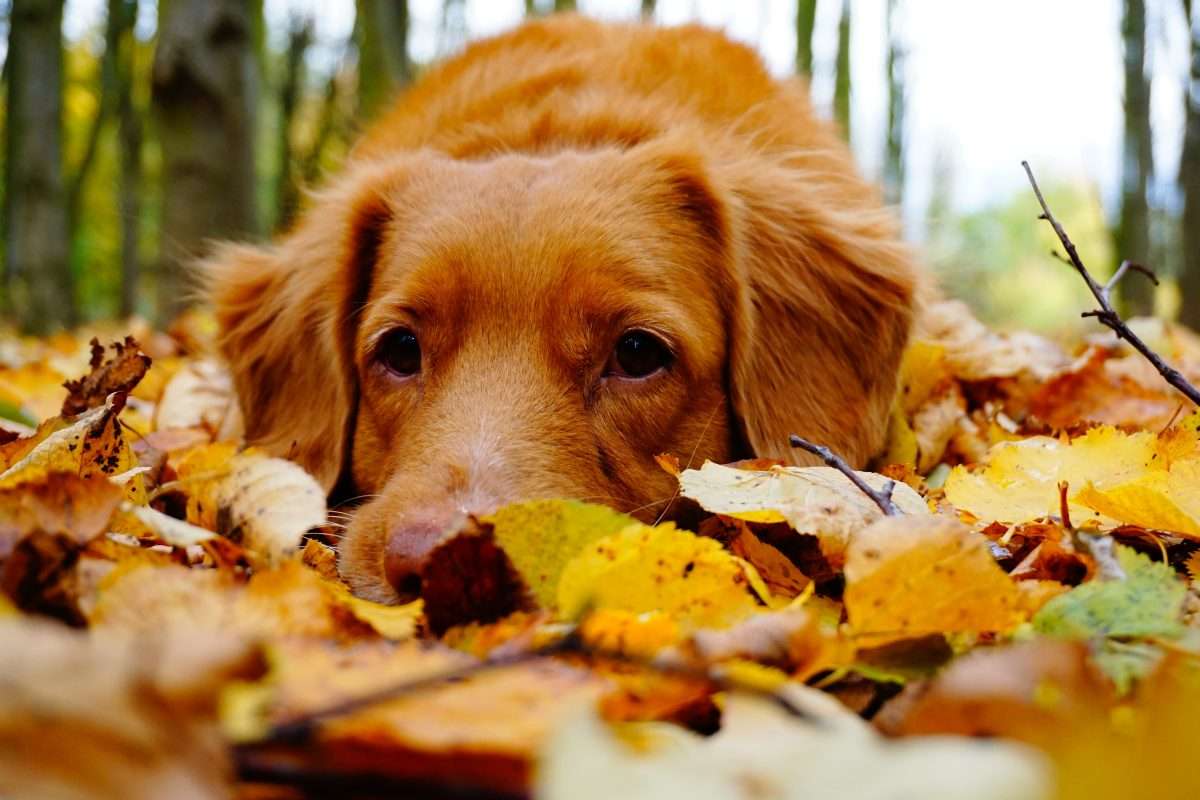 Jesienny krajobraz z psem puzzle online
