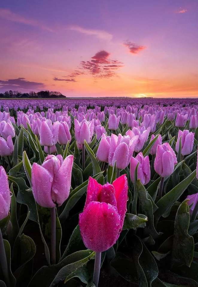 Wschód słońca nad tulipanami puzzle online
