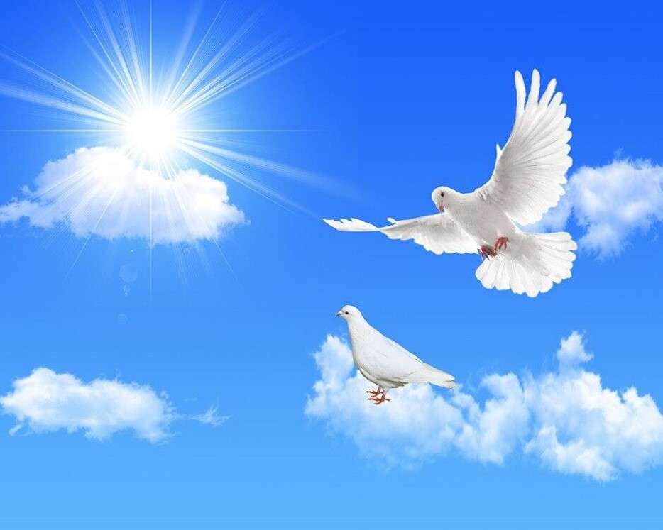Biały gołąb- symbol pokoju, miłości, nadziei, itp. puzzle online