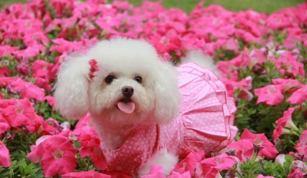 Pies w różowej sukience #83 puzzle online