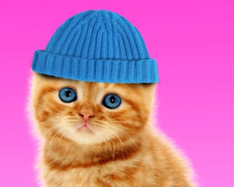Kotek w czapce #100 puzzle online