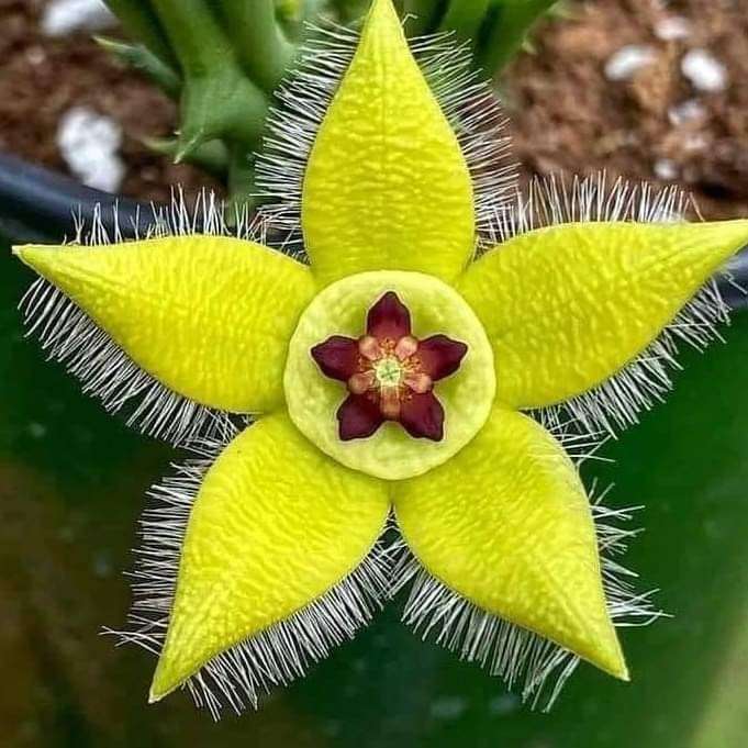 przepiękny kwiat puzzle online