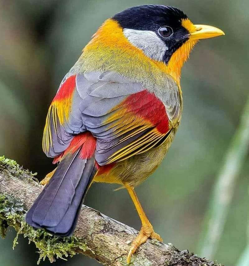 Kolorowy ptak puzzle online