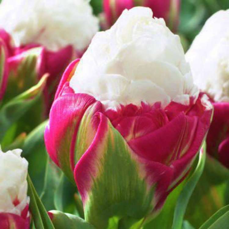 Lody z tulipanami puzzle online