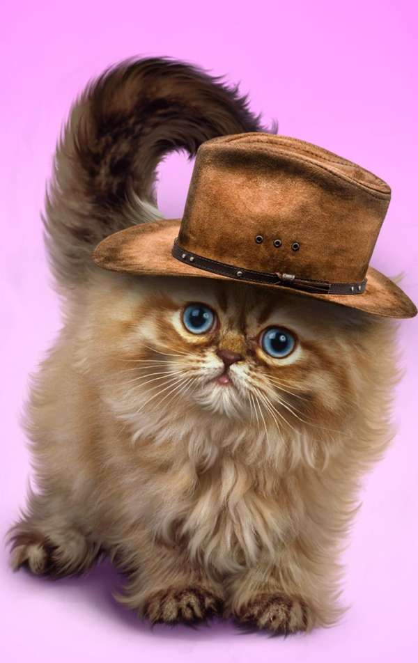 Kotek w brązowym kapeluszu #110 puzzle online