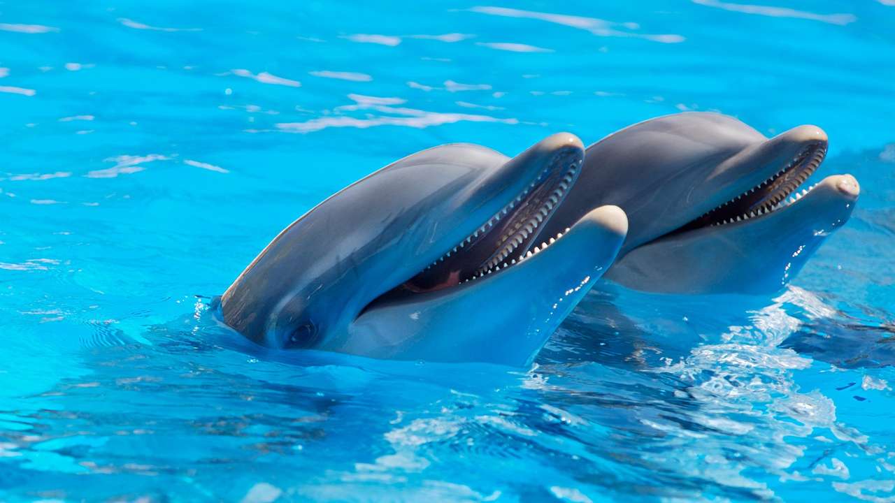 Delfiny Ssaki Zwierzęta puzzle online
