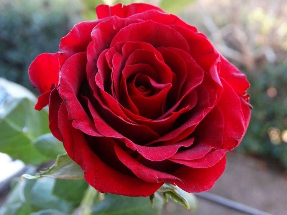 Róża Mushimara- pnąca, silnie czerwona puzzle online