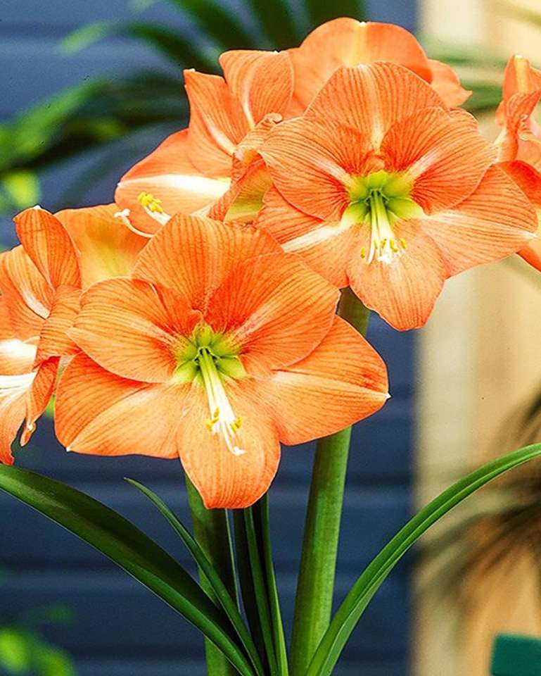 Amarylis, zwartnica - kwiat doniczkowy puzzle online