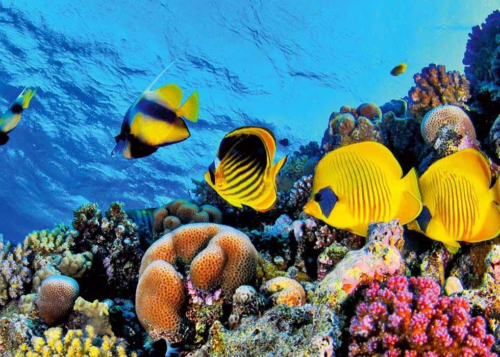 Rafa koralowa z rybkami w Morzu Czerwonym puzzle online