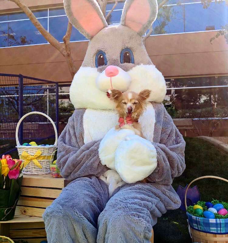 Conejo- Pascua rompecabezas
