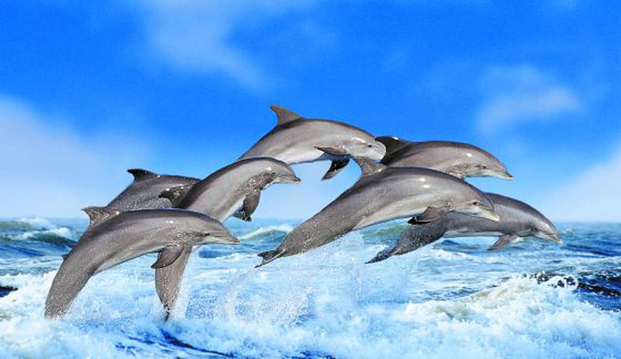 delfin super wow puzzle online