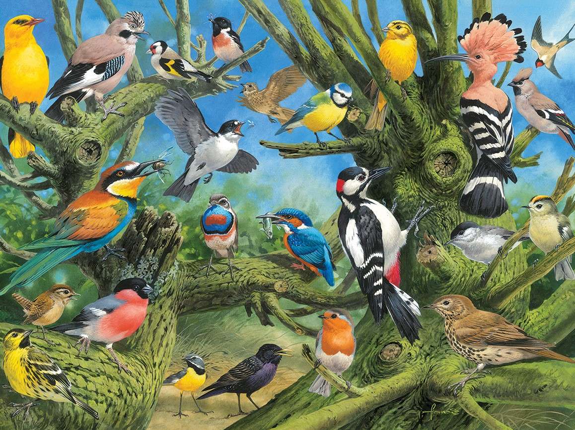 Różne odmiany ptaków puzzle online