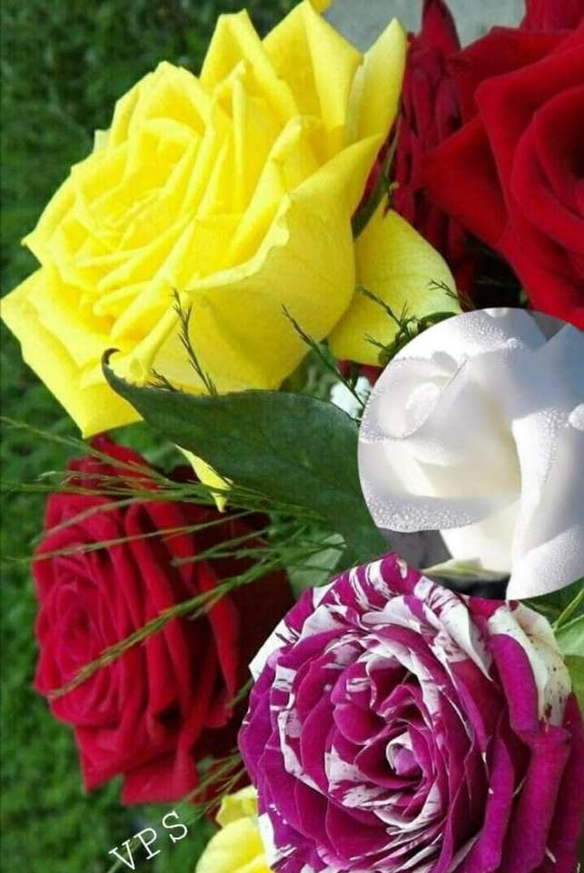 Kolorowe róże puzzle online