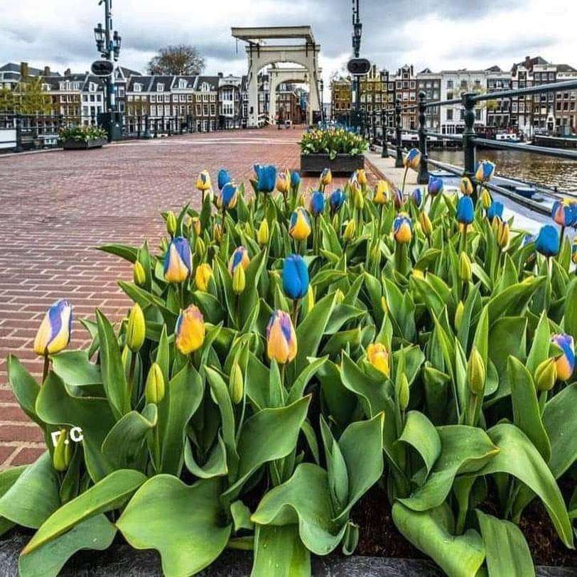 Tulipany Holenderskie puzzle online