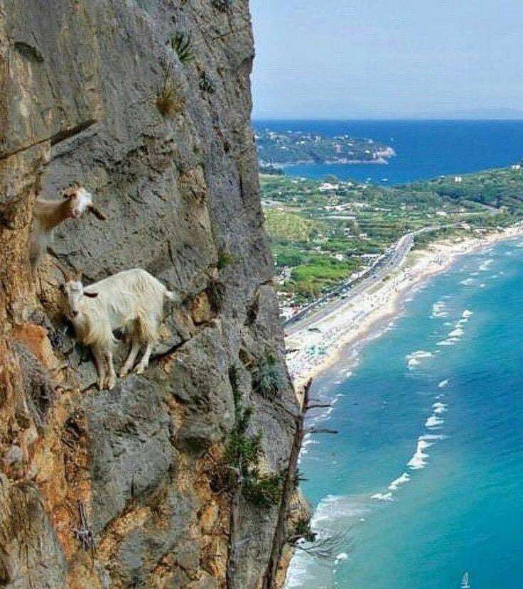 Beach and rock with goats. puzzle