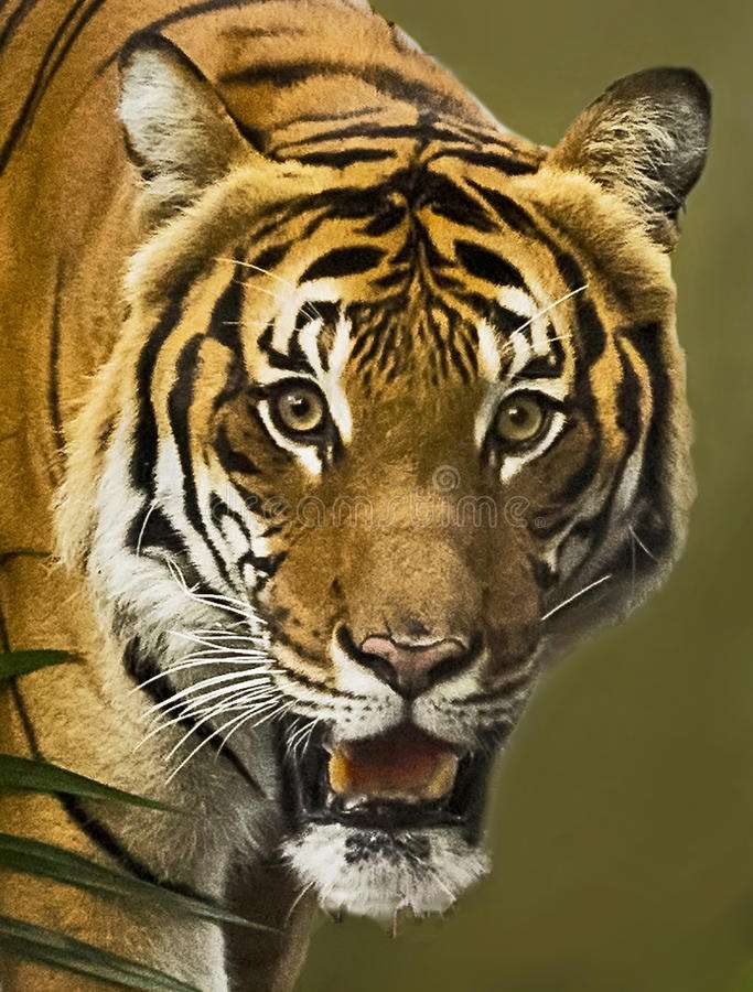 De Maleisische tijger puzzel
