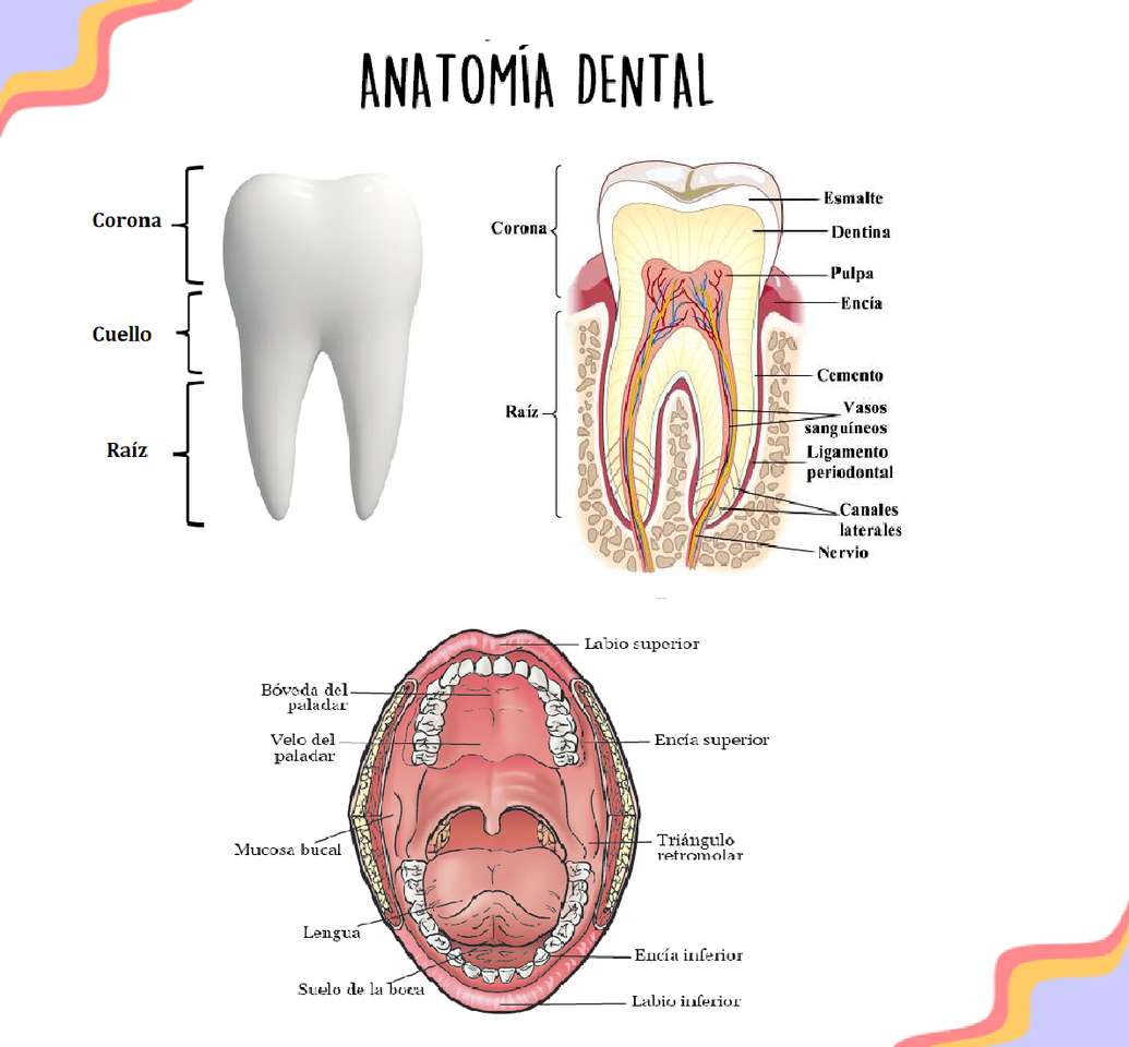 Anatomia jamy ustnej i jamy ustnej puzzle online
