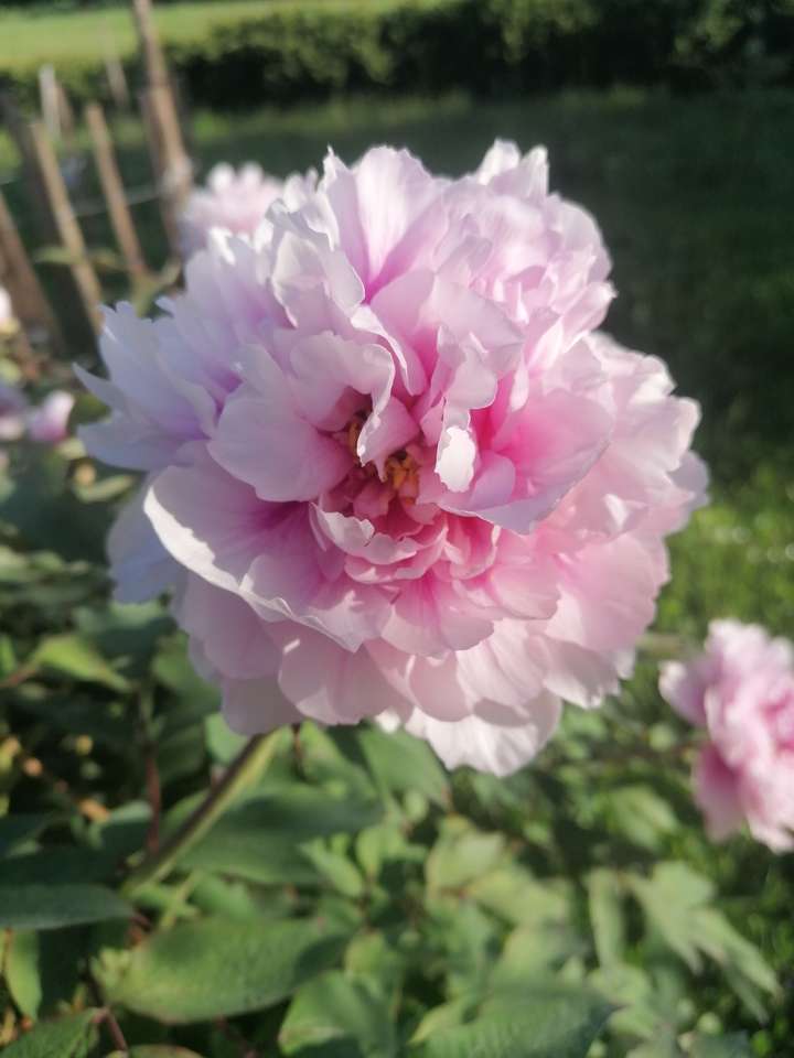 Różowy piękny kwiat puzzle online