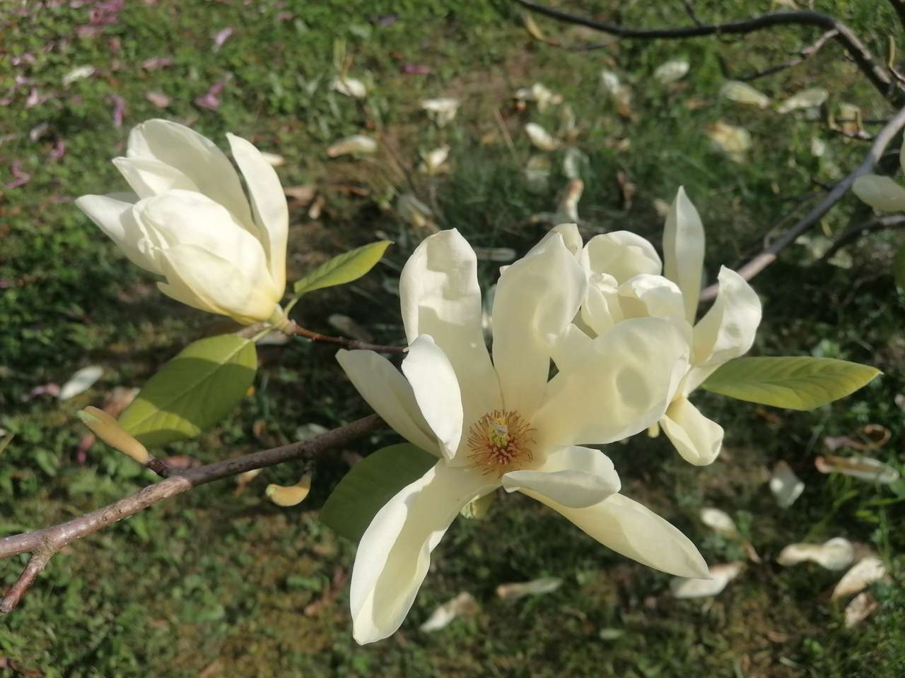 Biała magnolia puzzle online