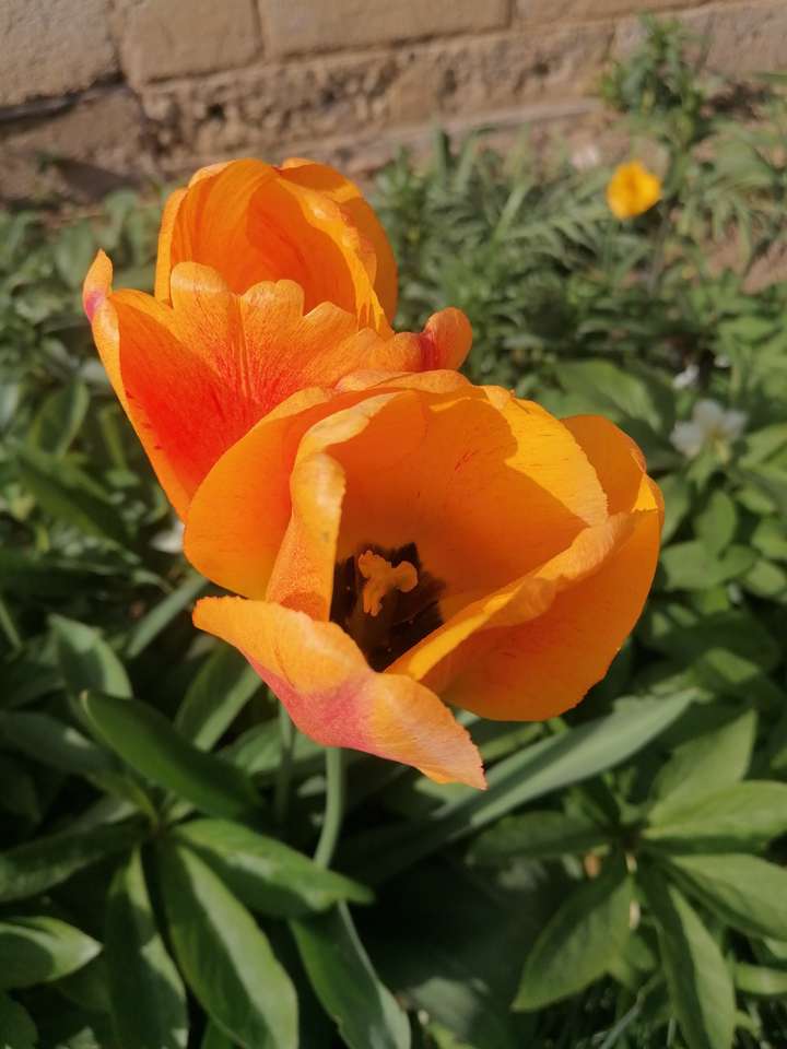 Pomarańczowy tulipan puzzle online