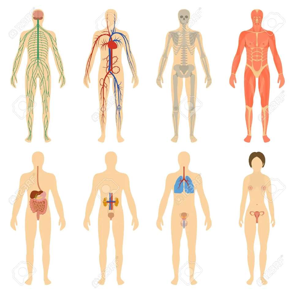 układ ludzkiego ciała puzzle online