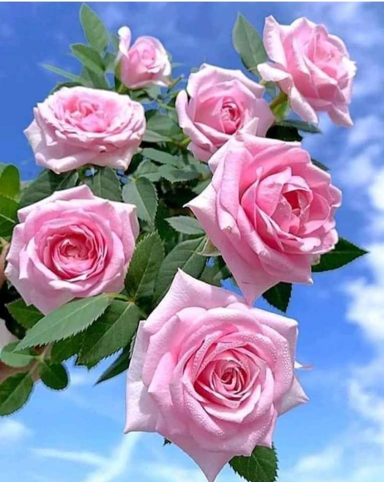 piękne róże puzzle online