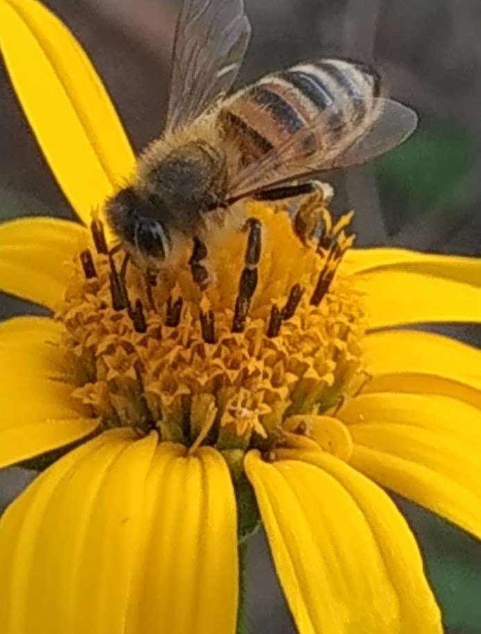 Pszczółka puzzle online