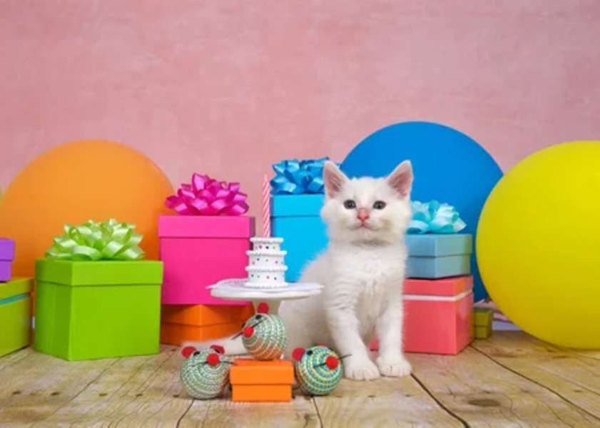 Urodziny kotka #159 puzzle online