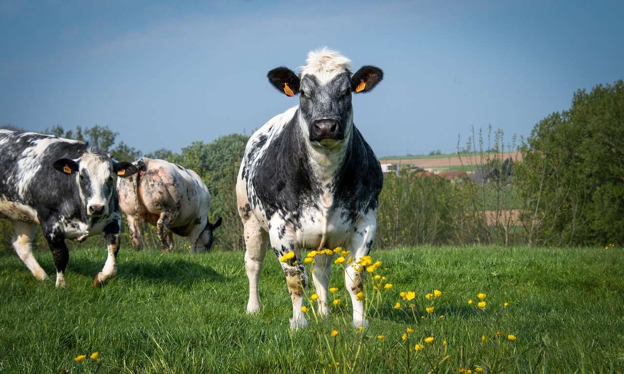 Krowy Zwierzęta gospodarskie puzzle online