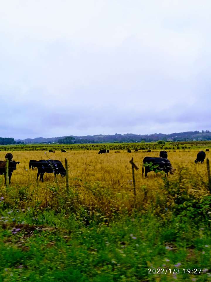 Krowy na wsi puzzle online