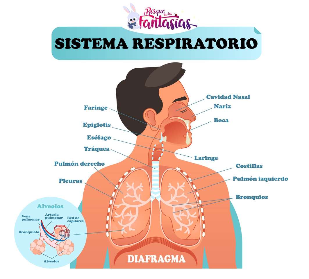 sistema respiratorio - Puzzle Factory