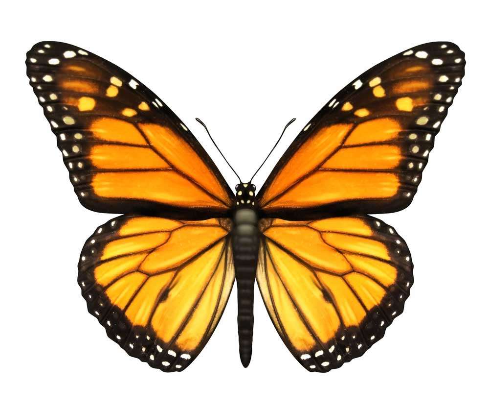 motyl puzzle online