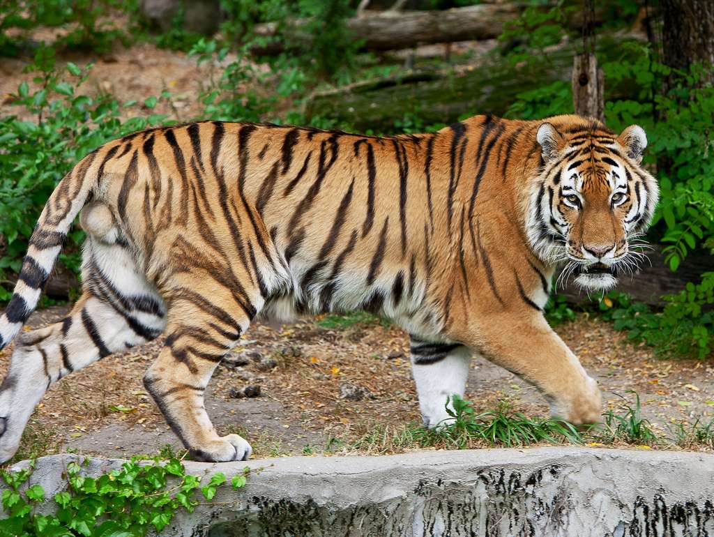 Groźne zwierzę- tygrys puzzle online