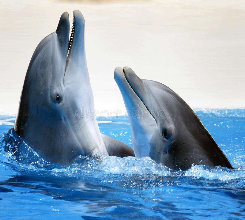 Delfiny w morzu puzzle online