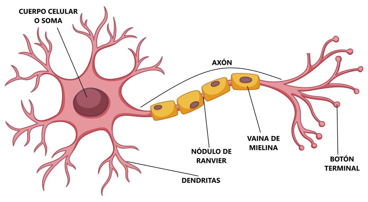 Neuron i jego części puzzle online