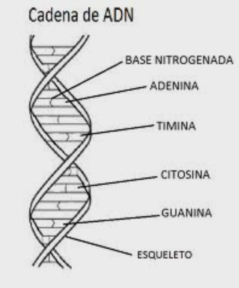 DNA" puzzle online