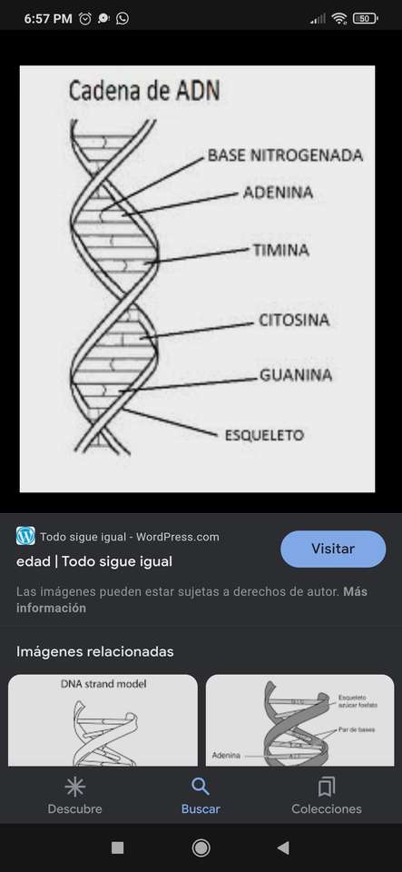 DNA w naszym ciele puzzle online